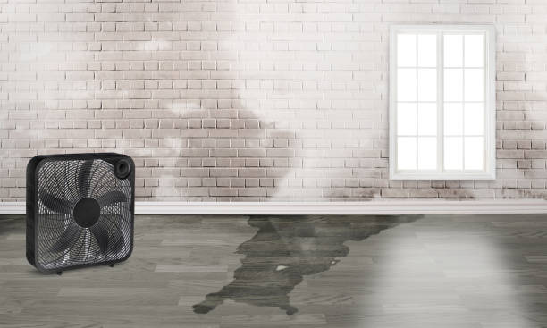 Best Water damage contractors near me  in Newport, VT